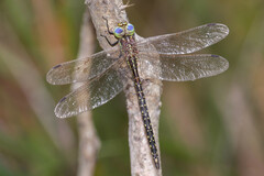 Austrogynacantha heterogena