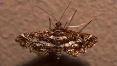 Diasemiopsis ramburialis