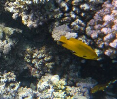 Pomacentrus sulfureus
