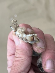 Sinistrofulgur pulleyi