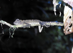 Gonocephalus bornensis