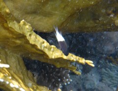 Pycnochromis dimidiatus