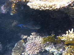 Acanthurus sohal
