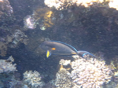 Acanthurus sohal