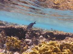 Acanthurus sohal
