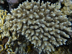 Acropora gemmifera