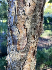 Heteromorpha trifoliata