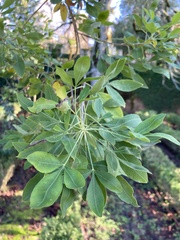 Heteromorpha trifoliata