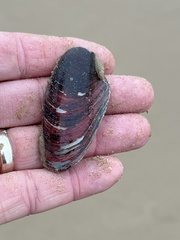 Modiolus americanus