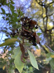 Heteromorpha trifoliata