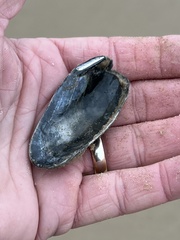 Modiolus americanus