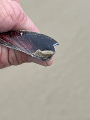 Modiolus americanus