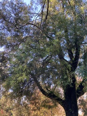 Melaleuca