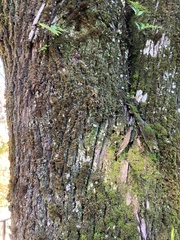 Melaleuca
