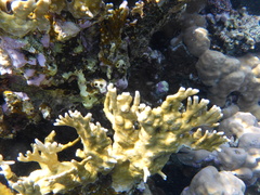 Millepora dichotoma