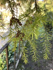 Melaleuca