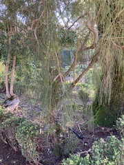 Parkinsonia aculeata