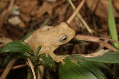 Raorchestes luteolus