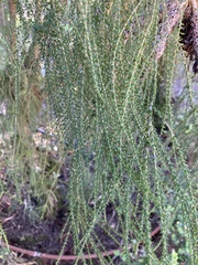 Parkinsonia aculeata