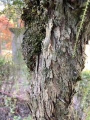 Parkinsonia aculeata