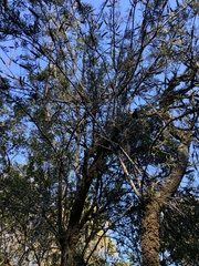 Callistemon