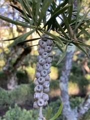 Callistemon