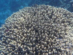 Porites nodifera