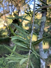 Callistemon