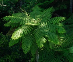 Cyatheales