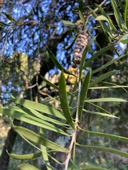 Callistemon