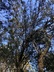 Callistemon