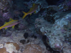 Mulloidichthys vanicolensis