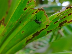 Myrmhopla