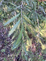 Callistemon