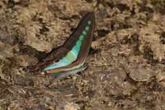 Graphium teredon