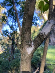 Eugenia uniflora