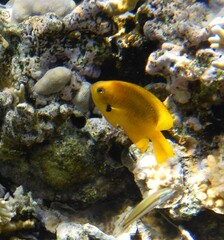 Pomacentrus sulfureus