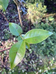 Eugenia uniflora
