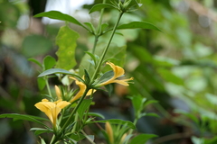 Barleria prionitis