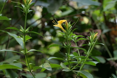 Barleria prionitis