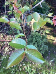 Eugenia uniflora