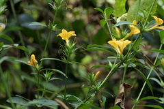 Barleria prionitis