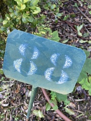 Eugenia uniflora