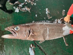 Ruvettus pretiosus