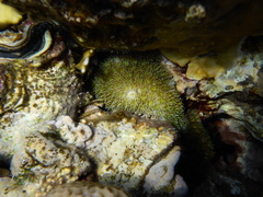 Galaxea fascicularis