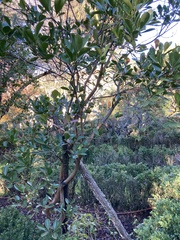 Psidium cattleyanum