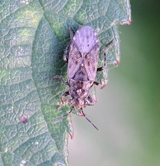 Heterogaster urticae