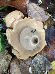 Geastrum