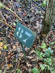 Psidium cattleyanum