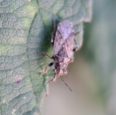 Heterogaster urticae